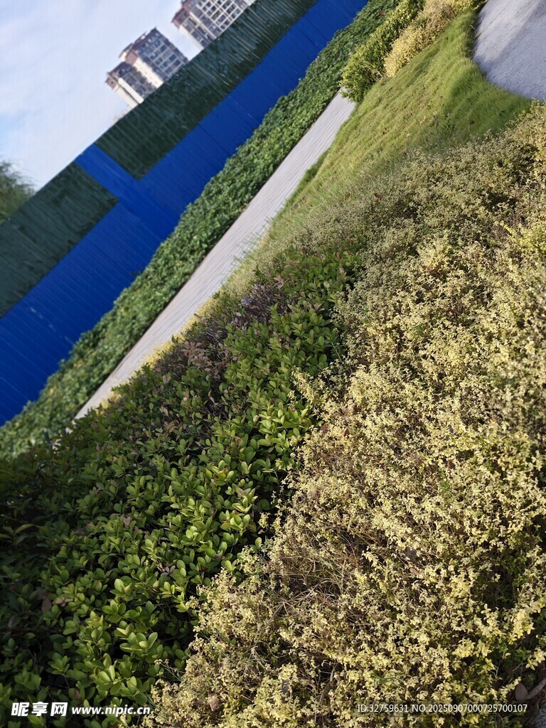路边草地景象