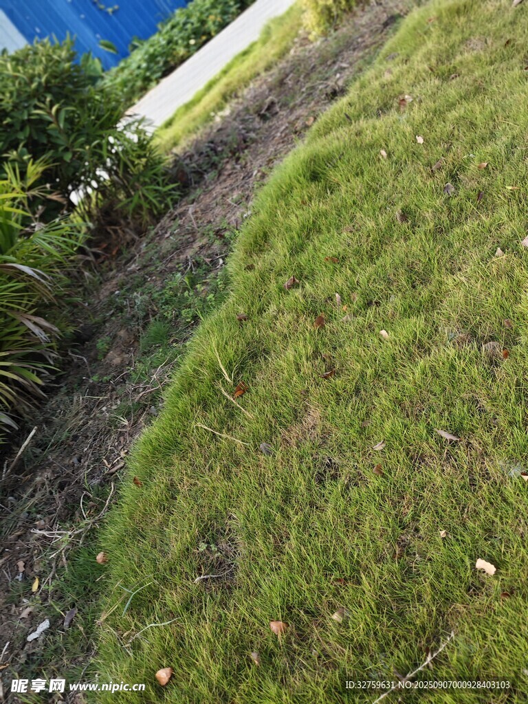 户外草地景观