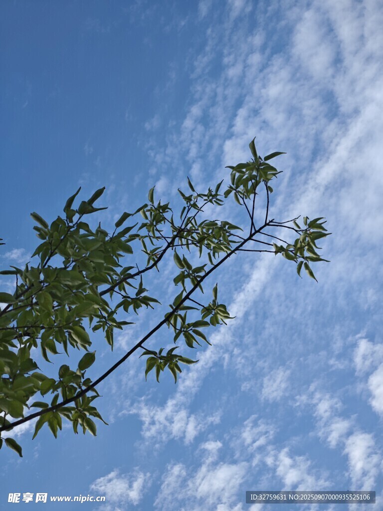 蓝天绿叶 