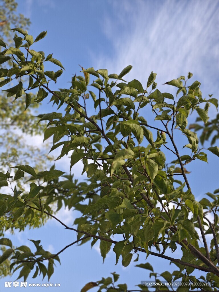 蓝天绿叶间的清新景致