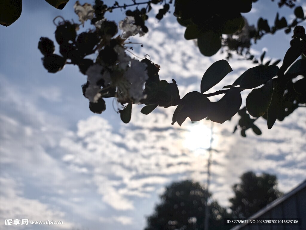 枝叶间的天空与阳光