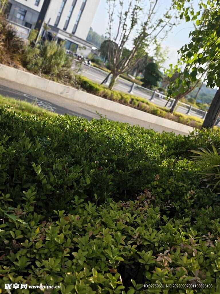 路边绿意盎然的草地景观
