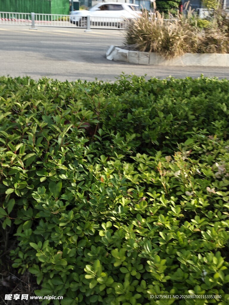 绿意盎然的路边灌木丛