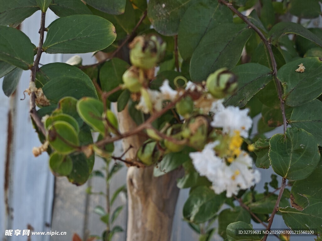 枝头绽放的美丽白色花朵