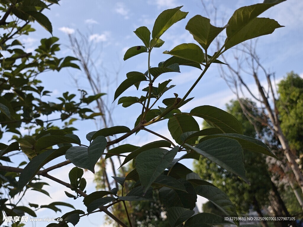 绿叶蓝天间的清新景致