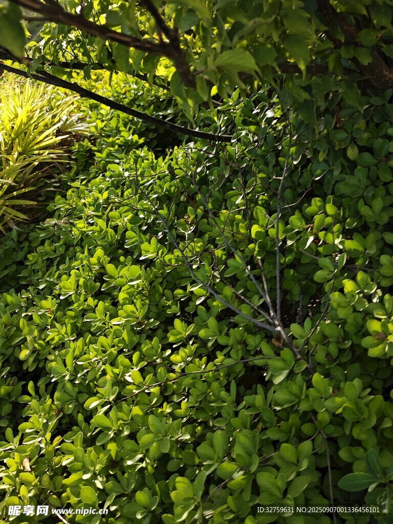 茂密绿意盎然的繁茂植被