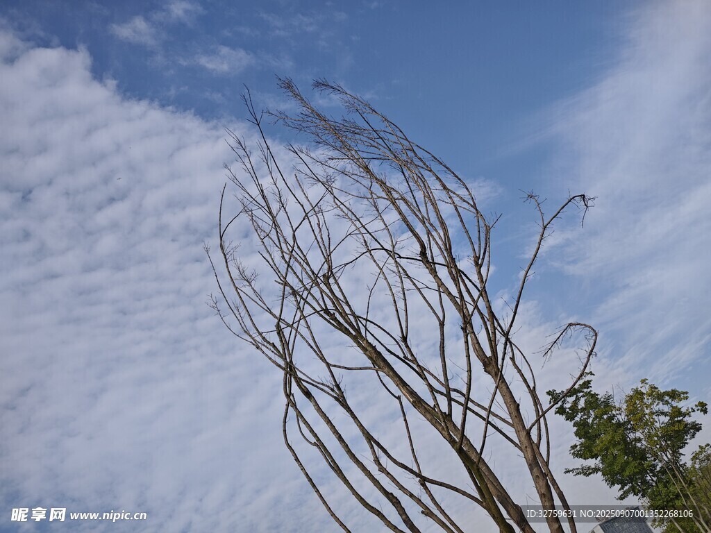 蓝天中摇曳的光秃树枝