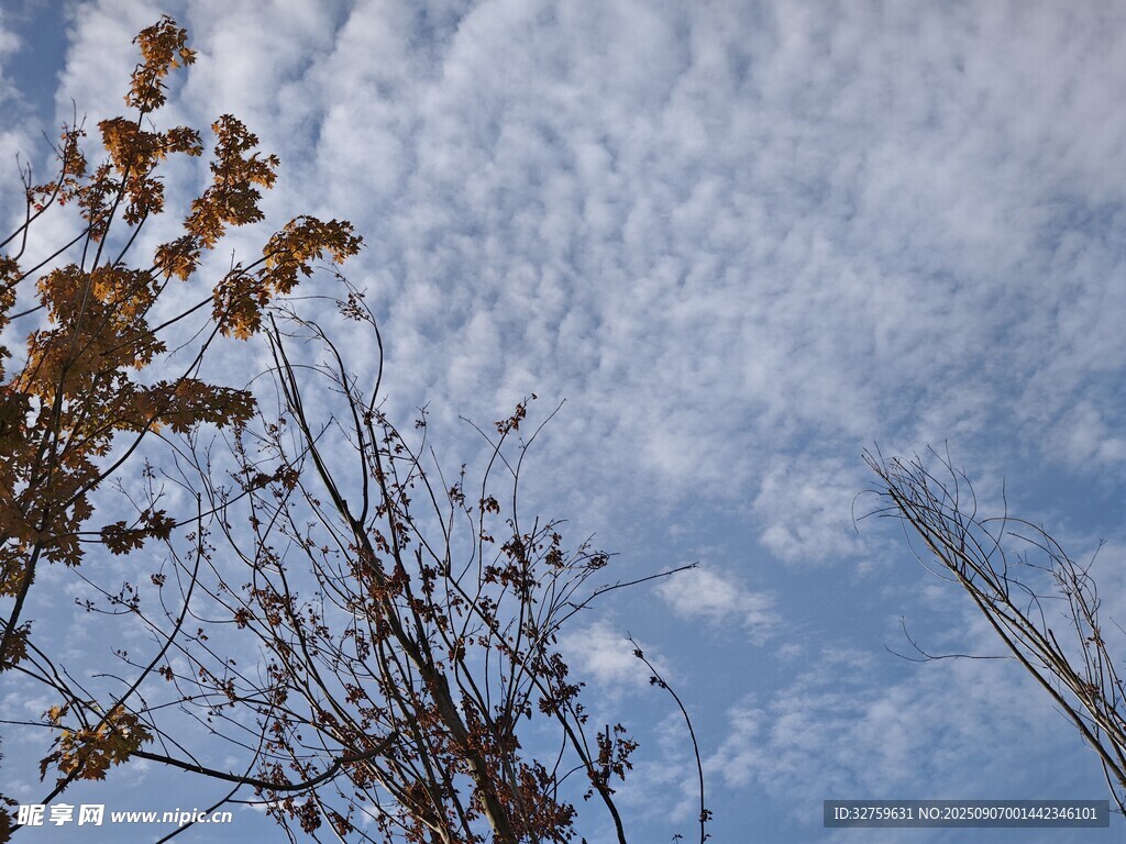 蓝天枯枝景致