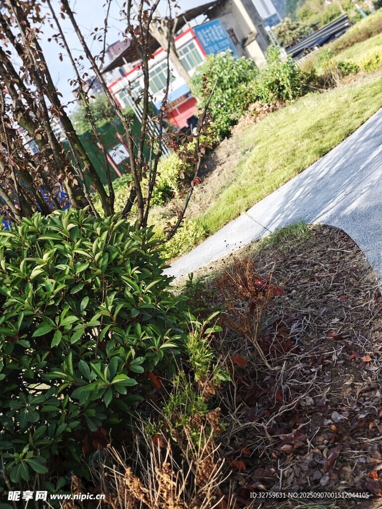 路边绿植与灌木景致