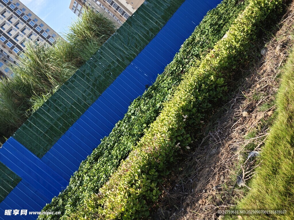蓝色围栏旁的绿植景观