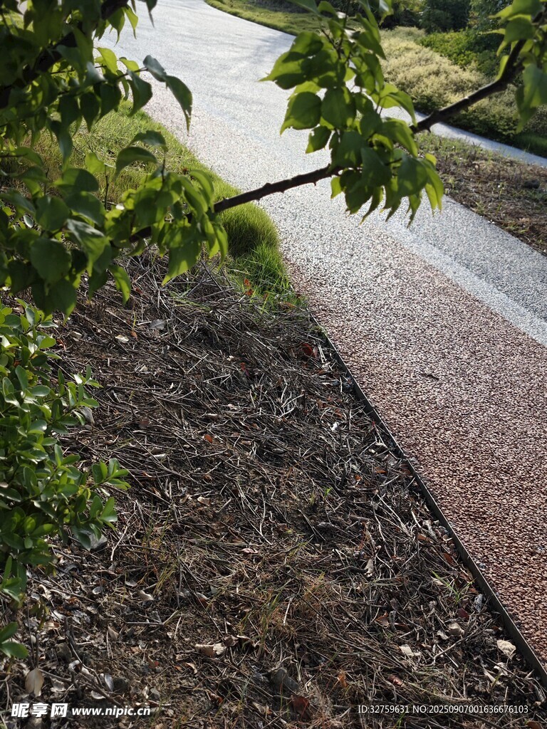 雨后湿润的林间小径