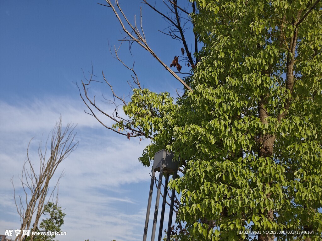 蓝天绿树间的生机景象