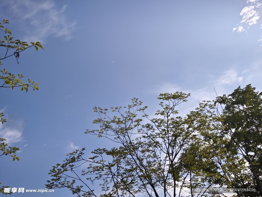 蓝天绿树间的清新景致