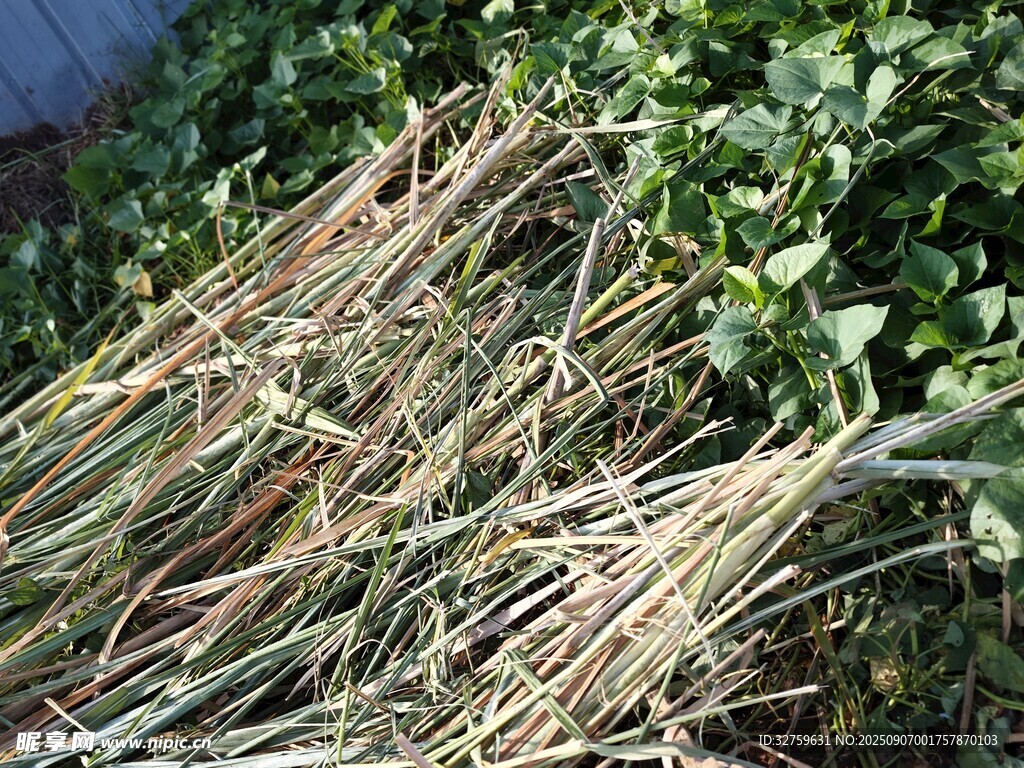 干草堆旁的绿色植物