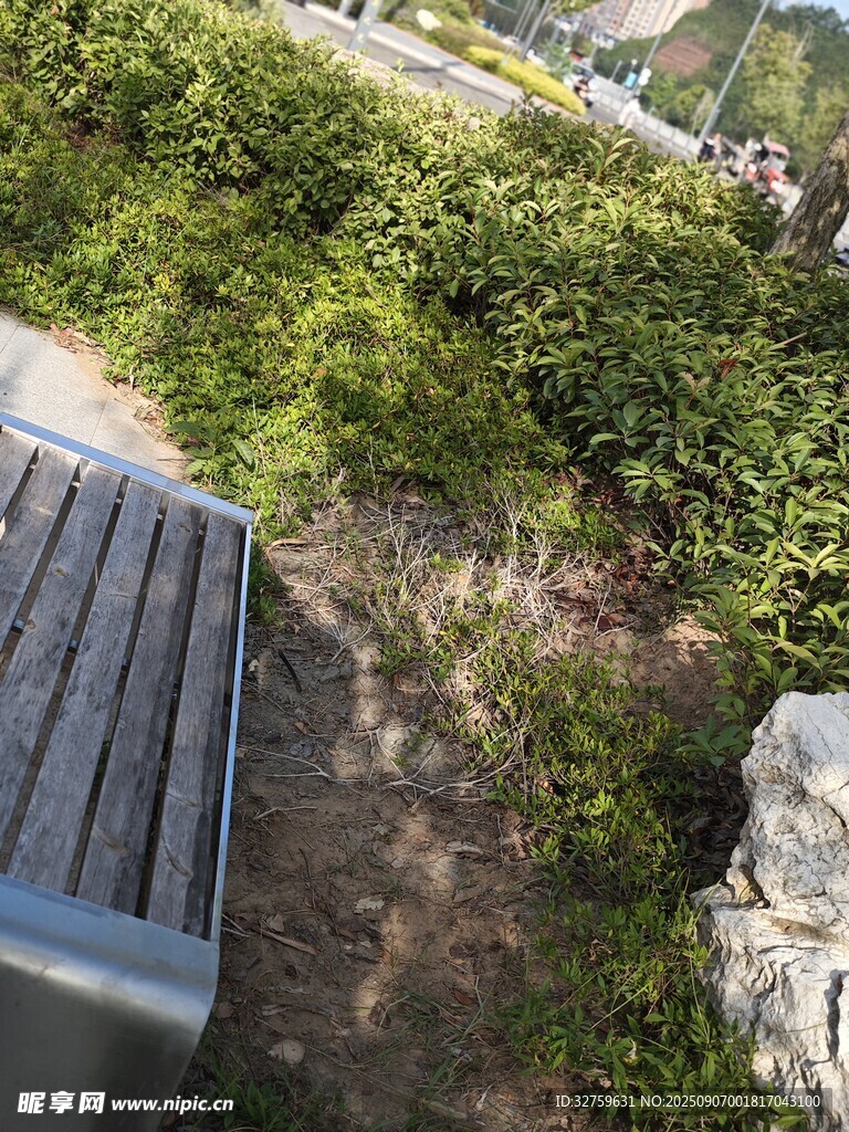 户外长椅旁的绿植景观