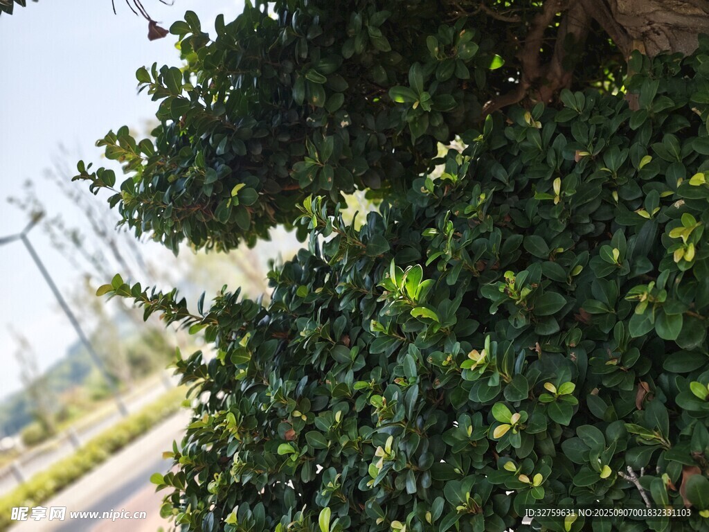 路边繁茂绿植景观