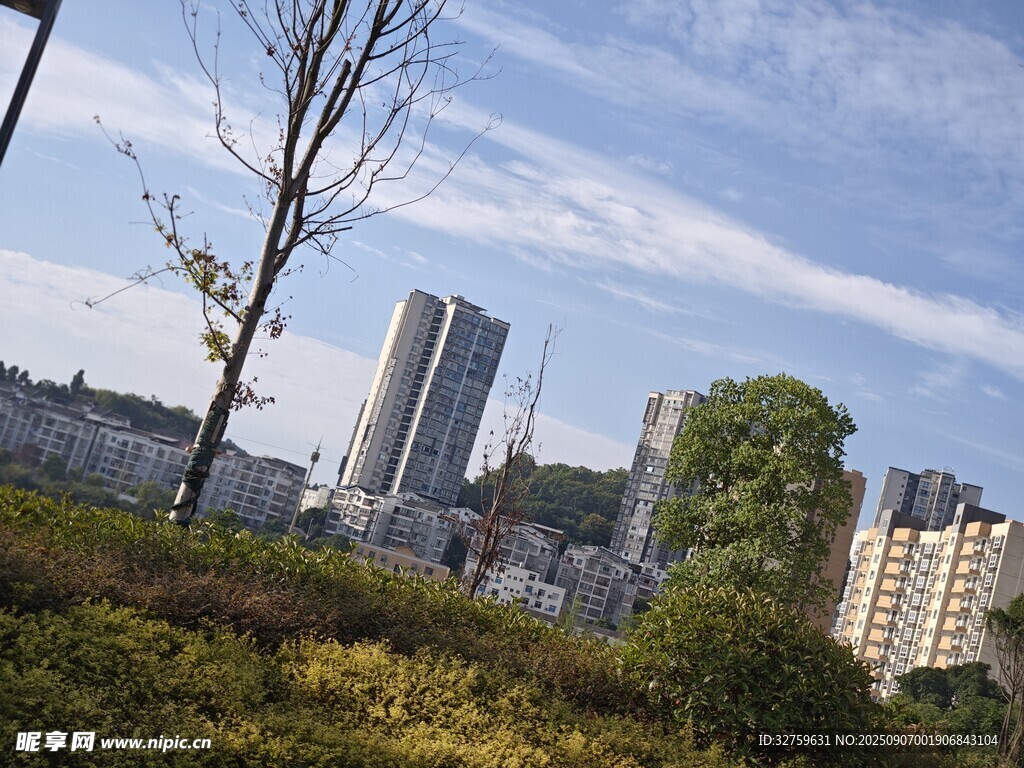 城市绿植与高楼景观
