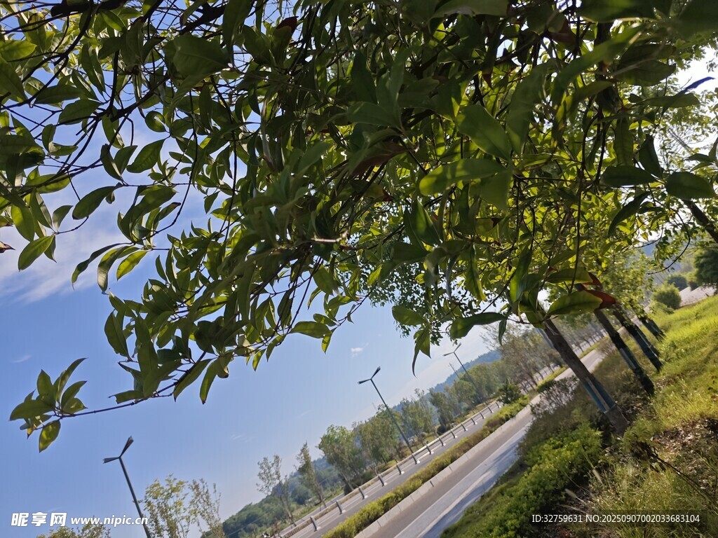 路边绿树成荫的风景