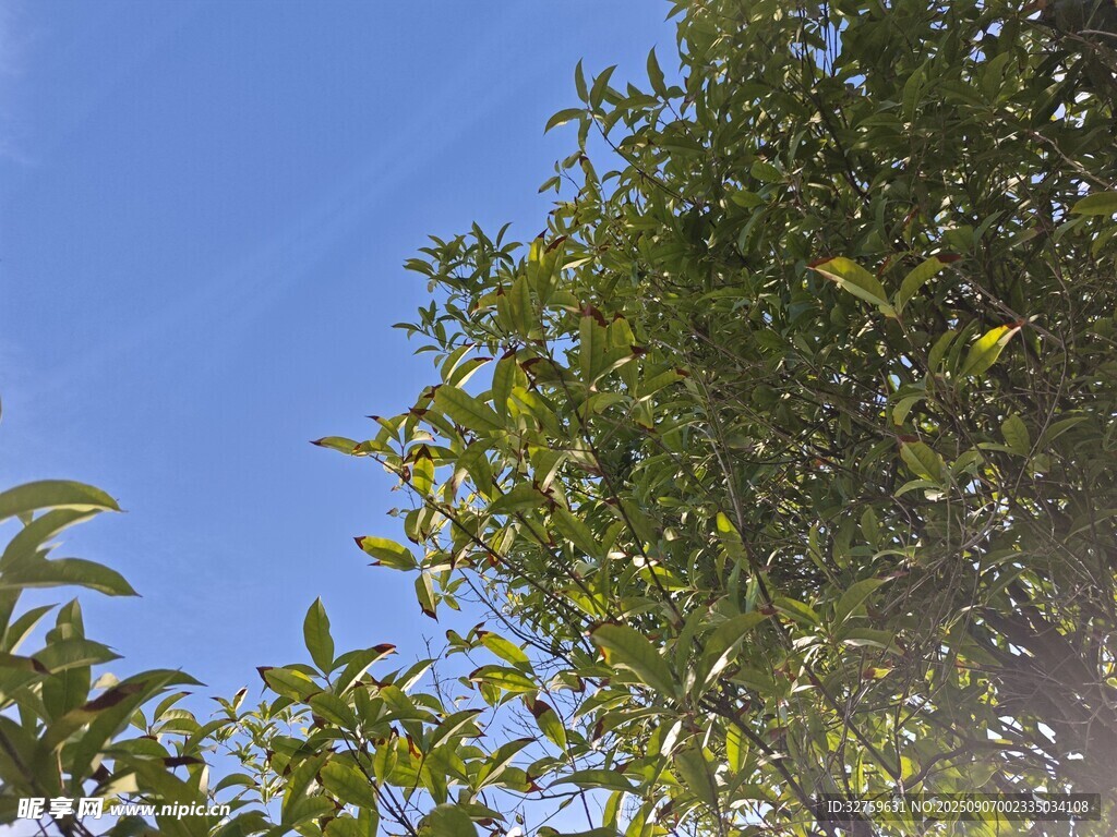 蓝天映衬下的葱郁绿树