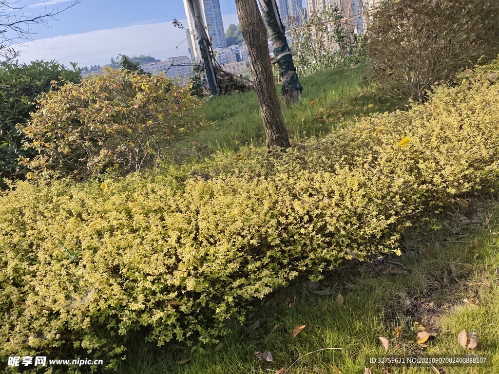 路边翠绿灌木丛景观