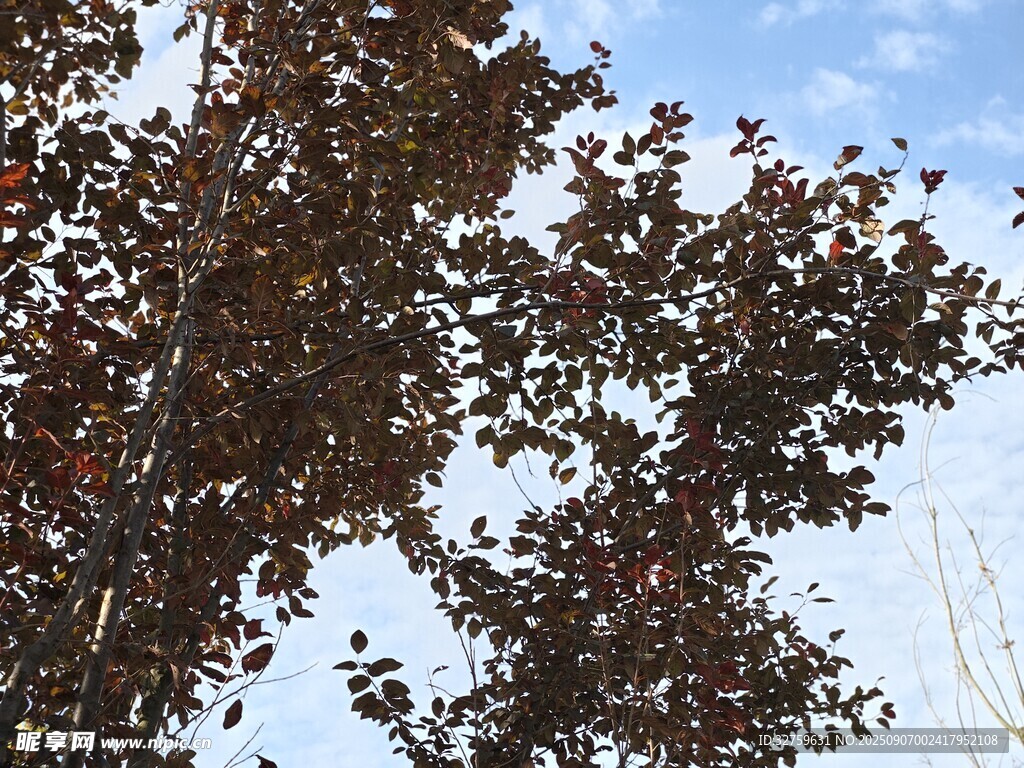 枝头红叶映蓝天