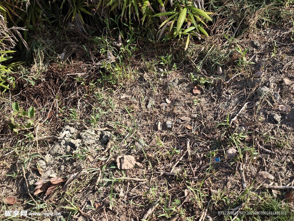 地面上的枯叶与杂草