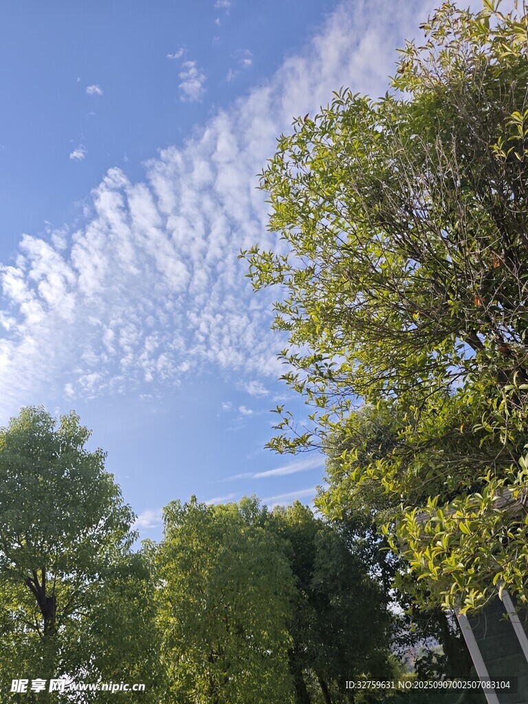 阳光下绿树与蓝天云朵