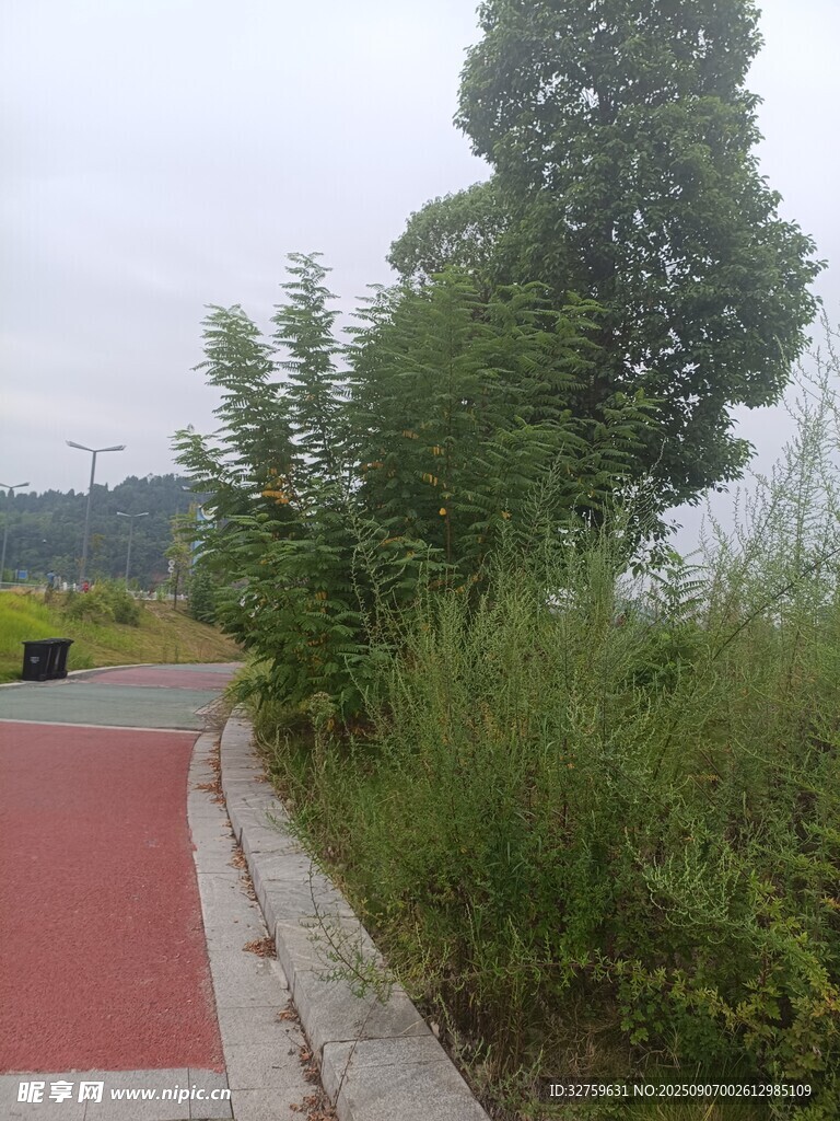 户外小径旁的绿植景观