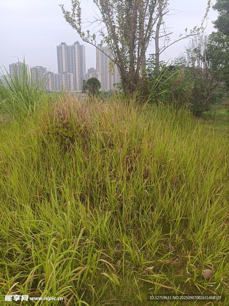 户外茂盛草地景观