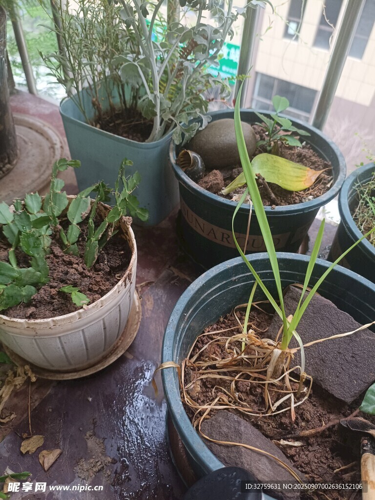 多样盆栽植物展示