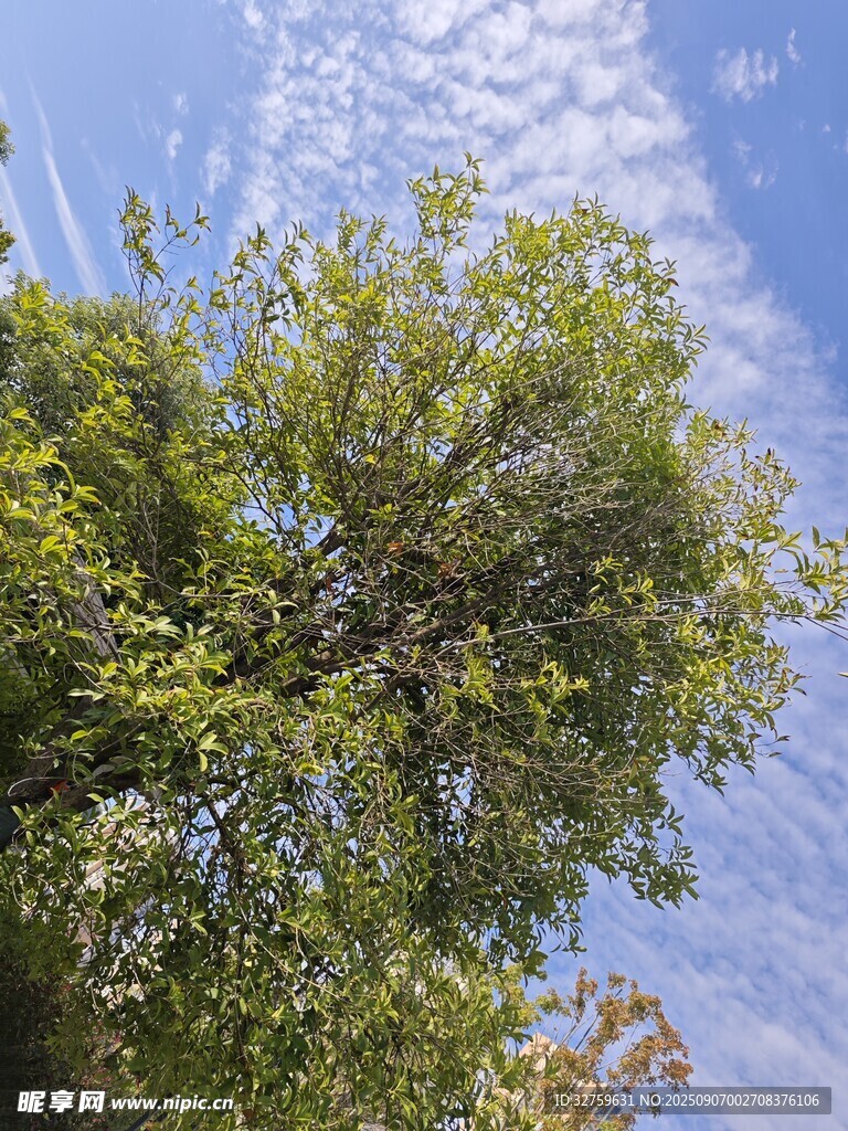 蓝天绿树风景图