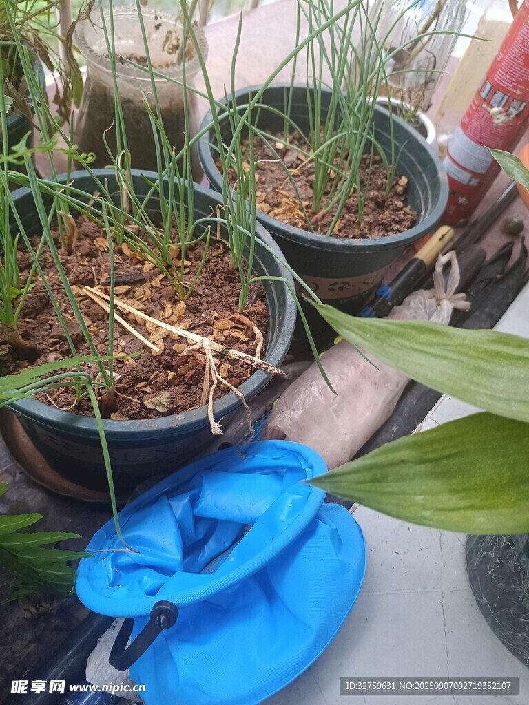 盆栽绿植 