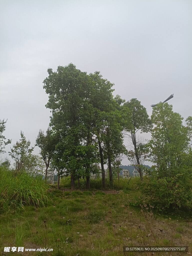 野外绿树成荫的自然景致