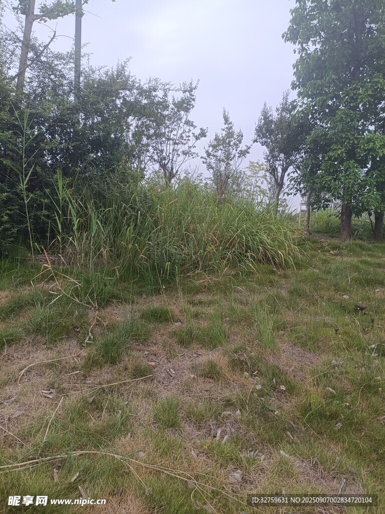 野外草地与树木景观
