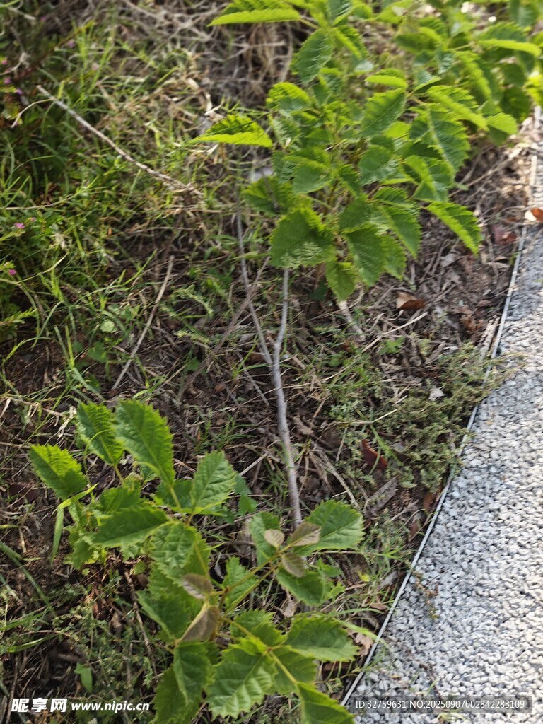 路边嫩绿植物