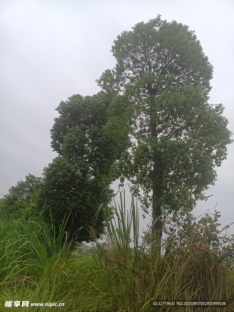 野外葱郁树木景观