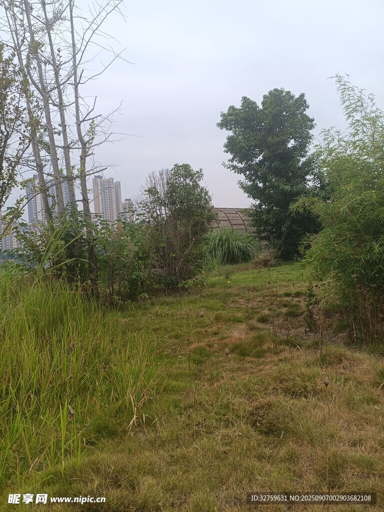 野外草地树林自然景象