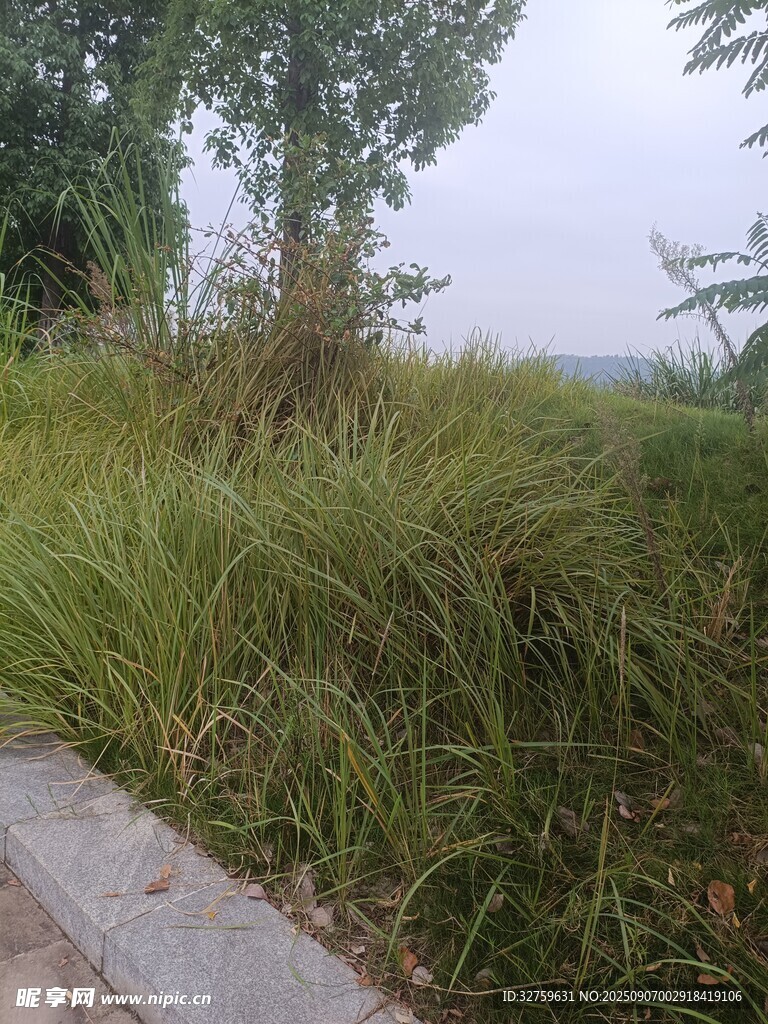 路边茂盛的绿色草丛