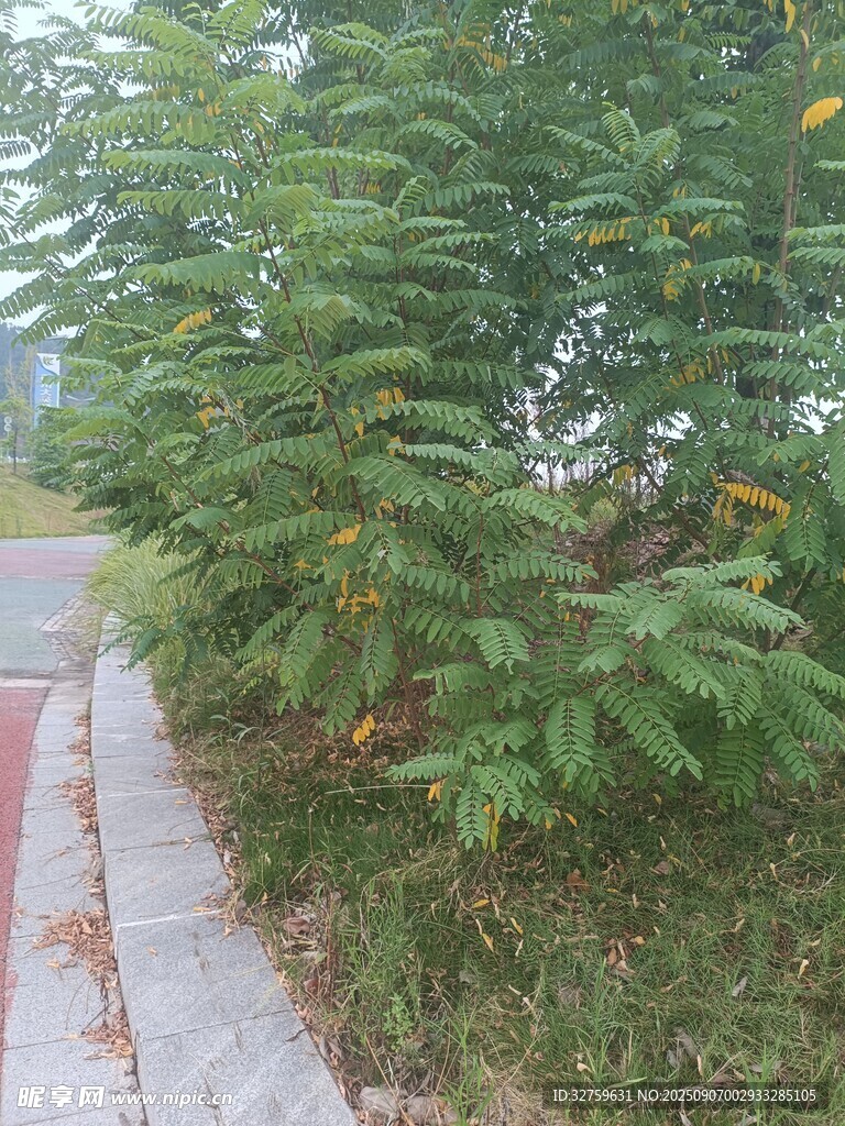 路边繁茂绿植与多彩小花