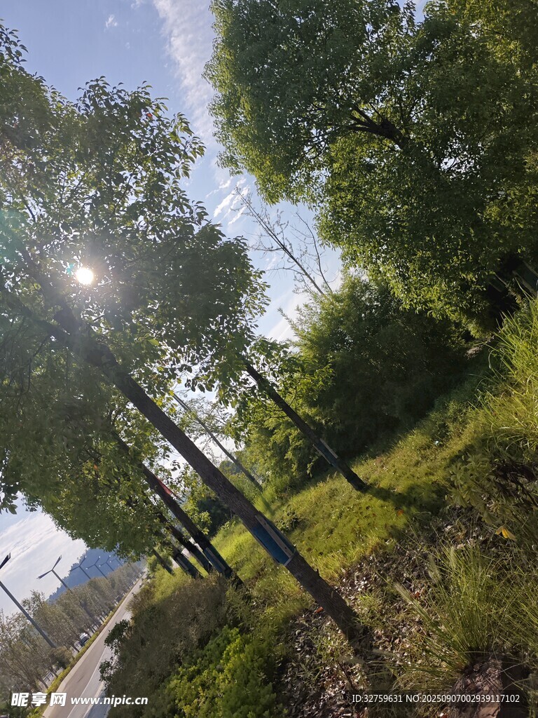 林间阳光洒落的清新景致