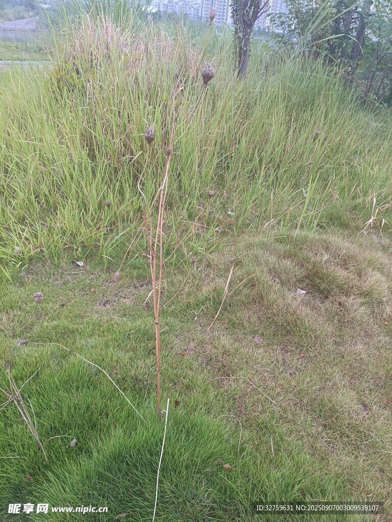 野外草地中的细长植物
