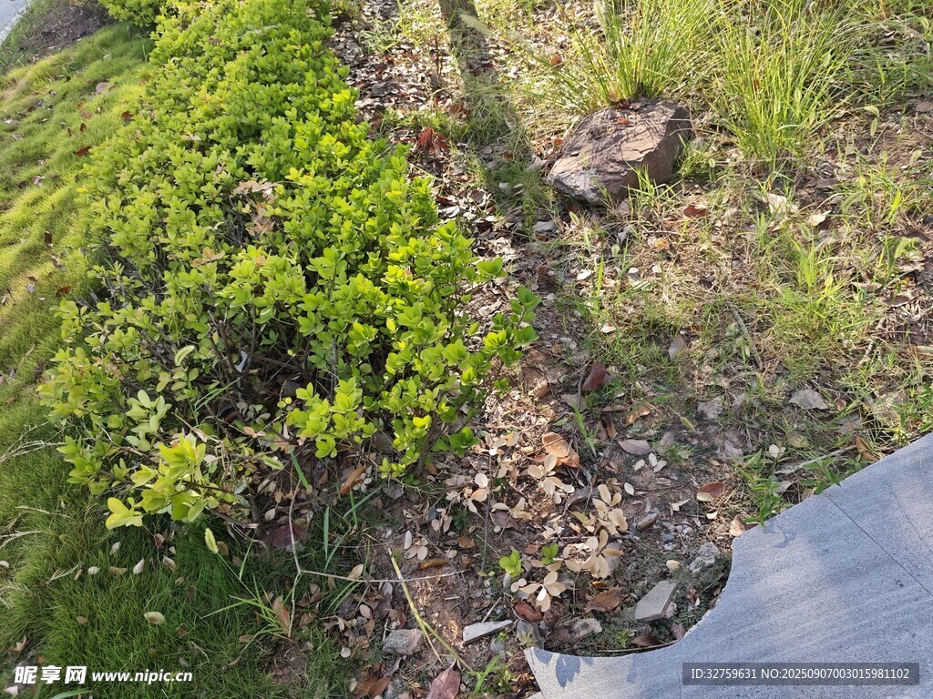 地面绿植与破损路面景象