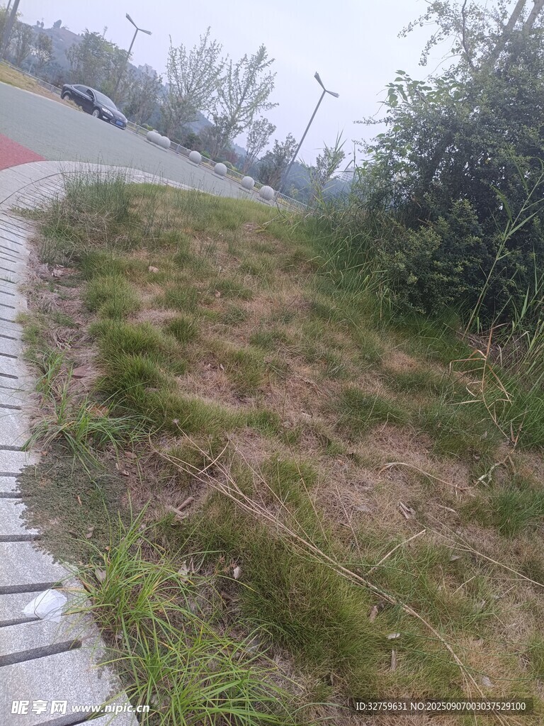路边草地景观