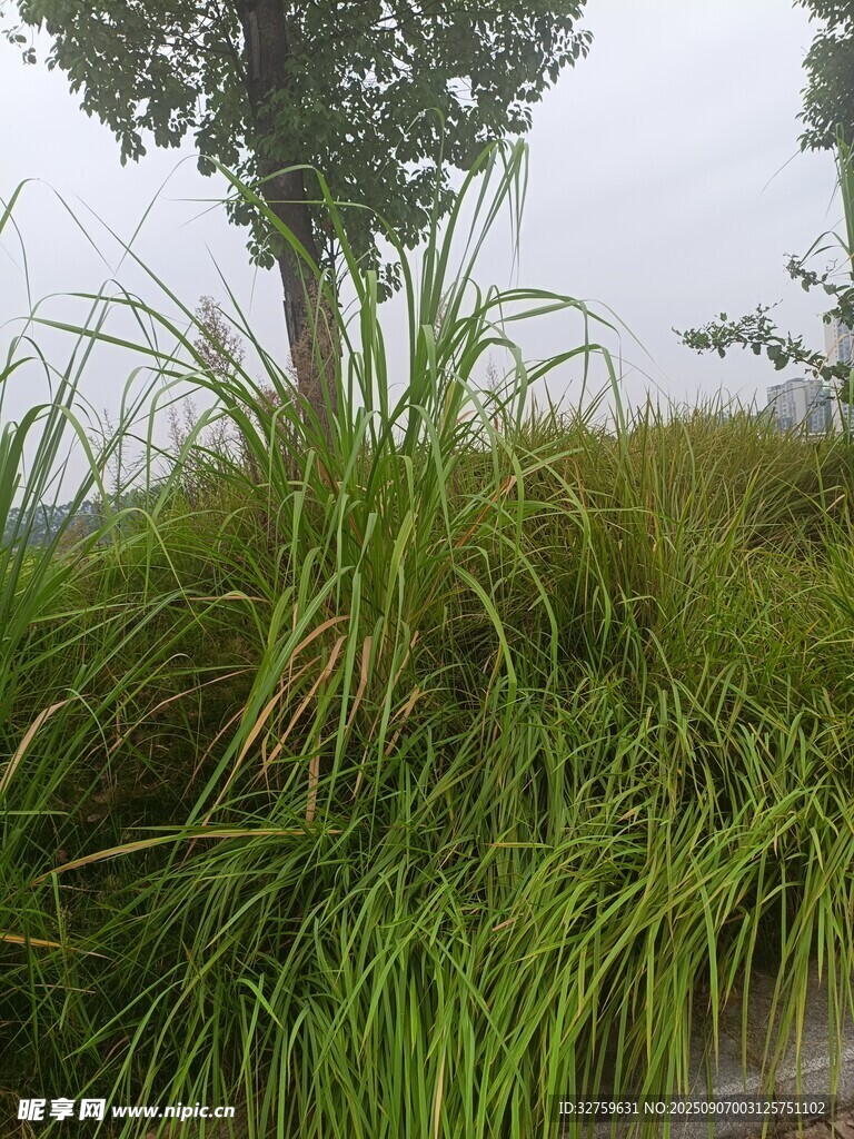 路边茂盛的绿植