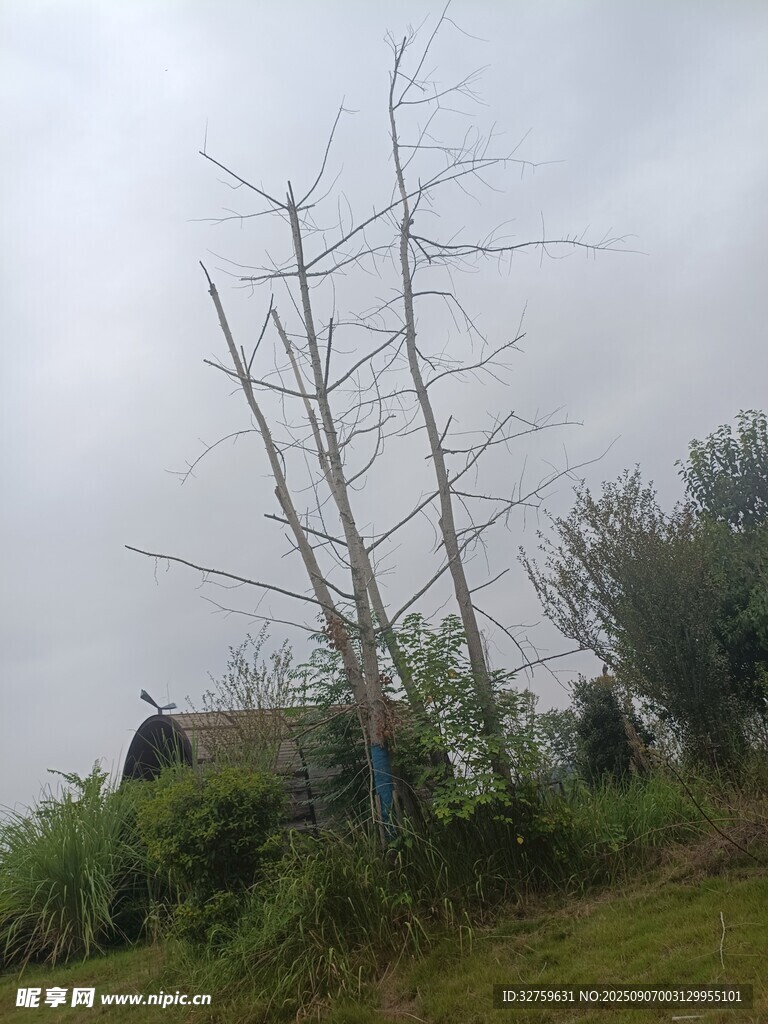 荒野中枯树与小屋景象