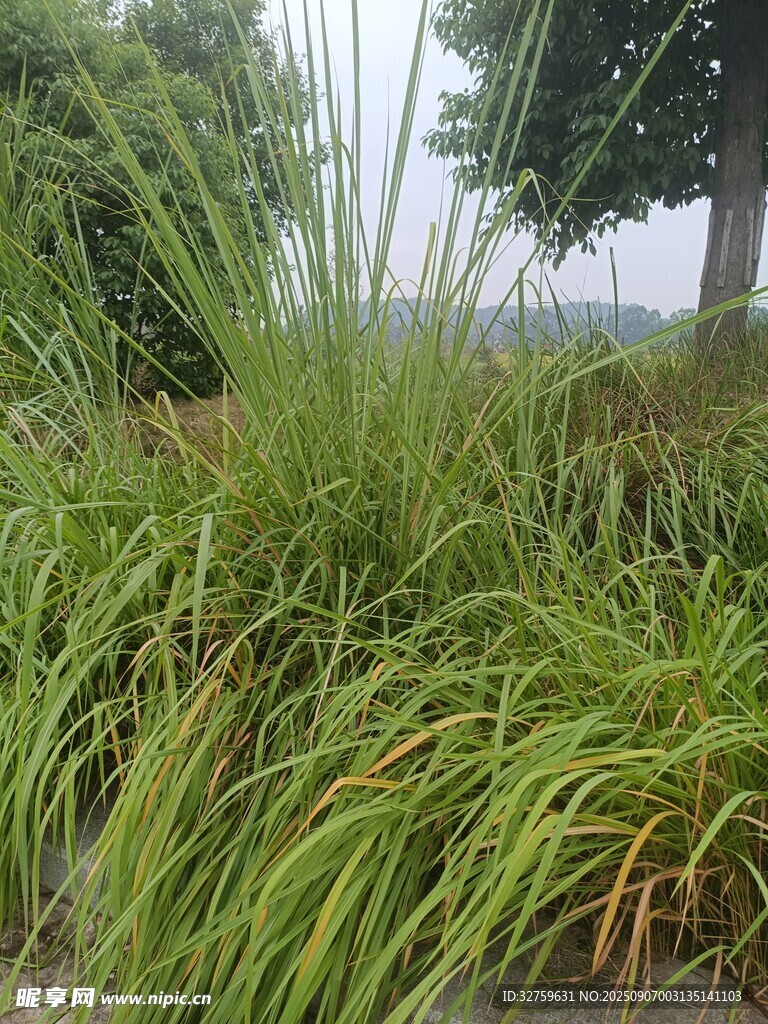 翠绿丛生的观赏草植物