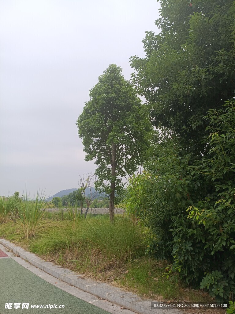 乡村公路旁的葱郁树木