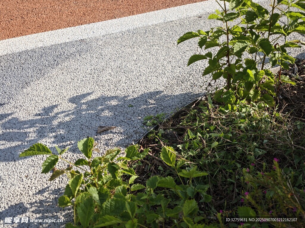 路边绿植与步道景观