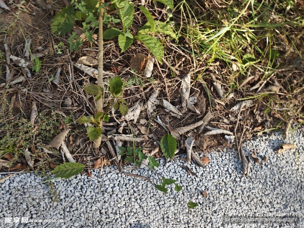 地面上的绿植与碎石