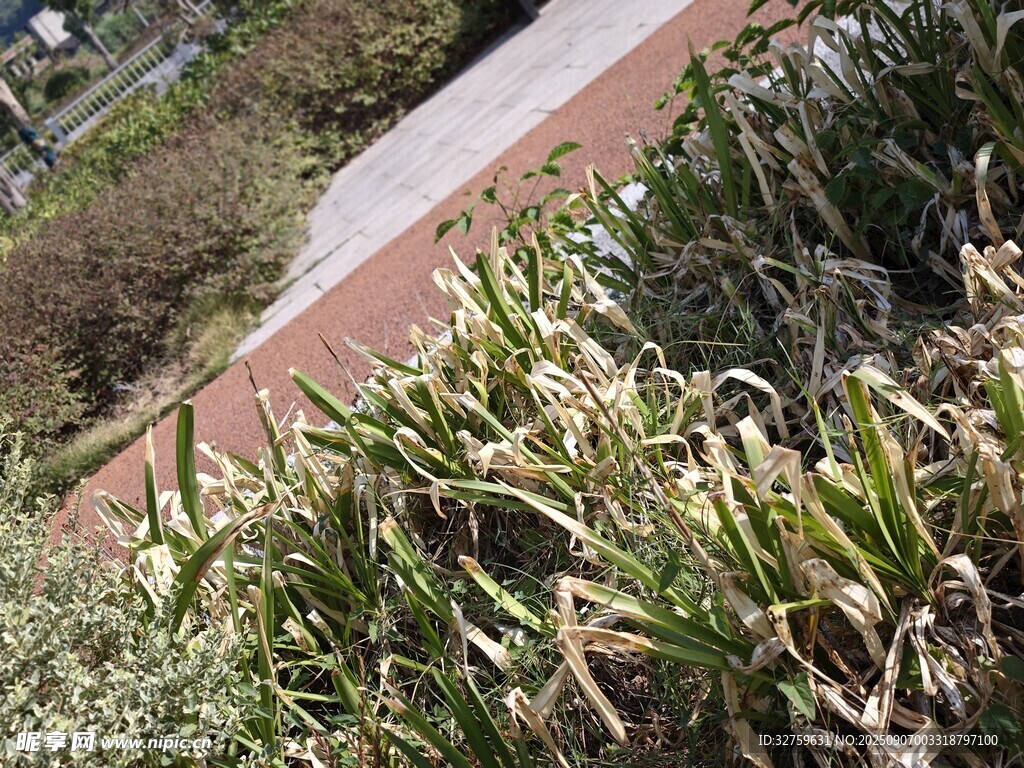 墙边绿植景观
